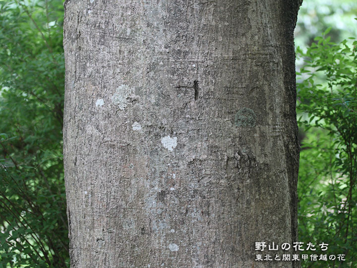 イロハモミジ
