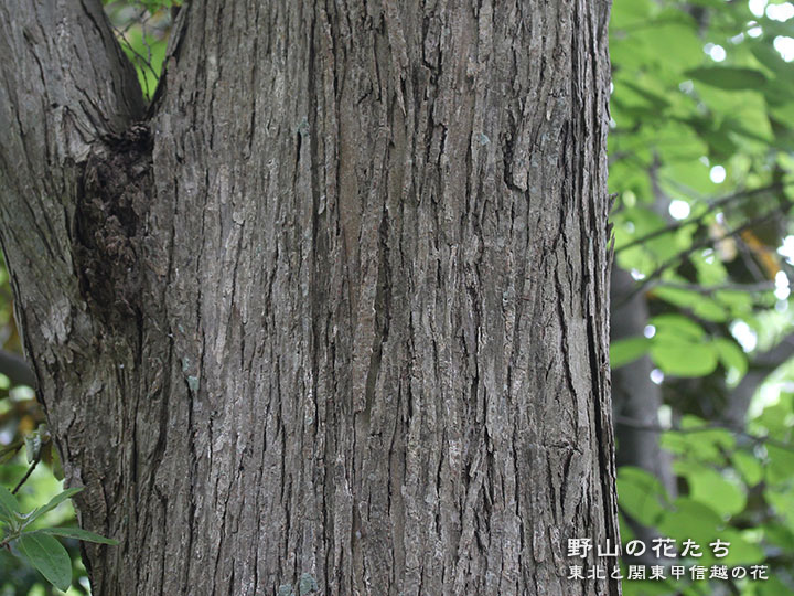 カツラ