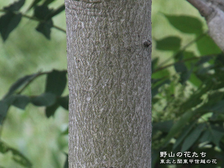ニワウルシ