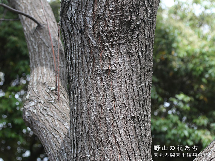 センダン