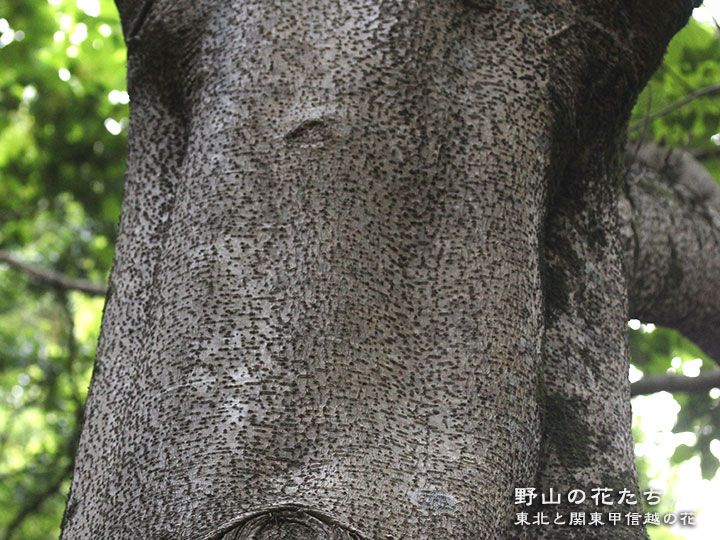 イイギリ